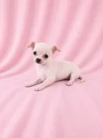 AKC Nana, a female Chihuahua for sale in Brooksville, KY – 3 of 7