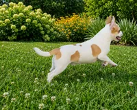 AKC Mojo, a male Chihuahua for sale in Brooksville, KY – 4 of 9