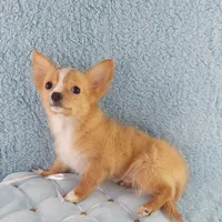 AKC Cosmo, a male Chihuahua for sale in Brooksville, KY – Photo 7 of 10