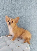 AKC Cosmo, a male Chihuahua for sale in Brooksville, KY – Photo 7 of 10