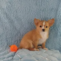 AKC Cosmo, a male Chihuahua for sale in Brooksville, KY – Photo 3 of 10