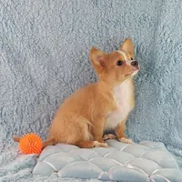 AKC Cosmo, a male Chihuahua for sale in Brooksville, KY – Photo 1 of 10