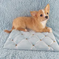 AKC Cosmo, a male Chihuahua for sale in Brooksville, KY – Photo 10 of 10