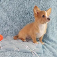 AKC Cosmo, a male Chihuahua for sale in Brooksville, KY – Photo 5 of 10