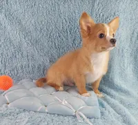 AKC Cosmo, a male Chihuahua for sale in Brooksville, KY – Photo 5 of 10