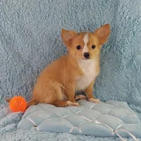 AKC Cosmo, a male Chihuahua for sale in Brooksville, KY – Photo 4 of 10