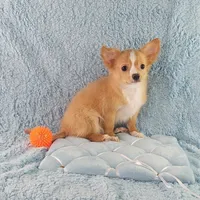 AKC Cosmo, a male Chihuahua for sale in Brooksville, KY – Photo 2 of 10