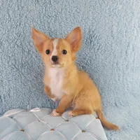 AKC Cosmo, a male Chihuahua for sale in Brooksville, KY – Photo 8 of 10