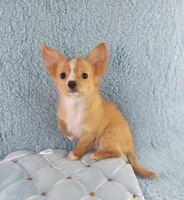 AKC Cosmo, a male Chihuahua for sale in Brooksville, KY – Photo 8 of 10