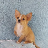 AKC Cosmo, a male Chihuahua for sale in Brooksville, KY – Photo 9 of 10