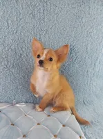 AKC Cosmo, a male Chihuahua for sale in Brooksville, KY – Photo 9 of 10