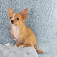 AKC Cosmo, a male Chihuahua for sale in Brooksville, KY – Photo 6 of 10