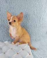 AKC Cosmo, a male Chihuahua for sale in Brooksville, KY – Photo 6 of 10