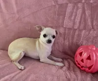 AKC Milly, a female Chihuahua for sale in Brooksville, KY – 9 of 10