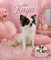 AKC Hopper, a male Chihuahua for sale in Brooksville, KY – 9 of 10