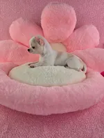 Akc coconut , a female Chihuahua for sale in Brooksville, KY – 5 of 10
