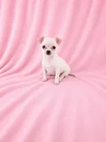 AKC Nana, a female Chihuahua for sale in Brooksville, KY – 6 of 7