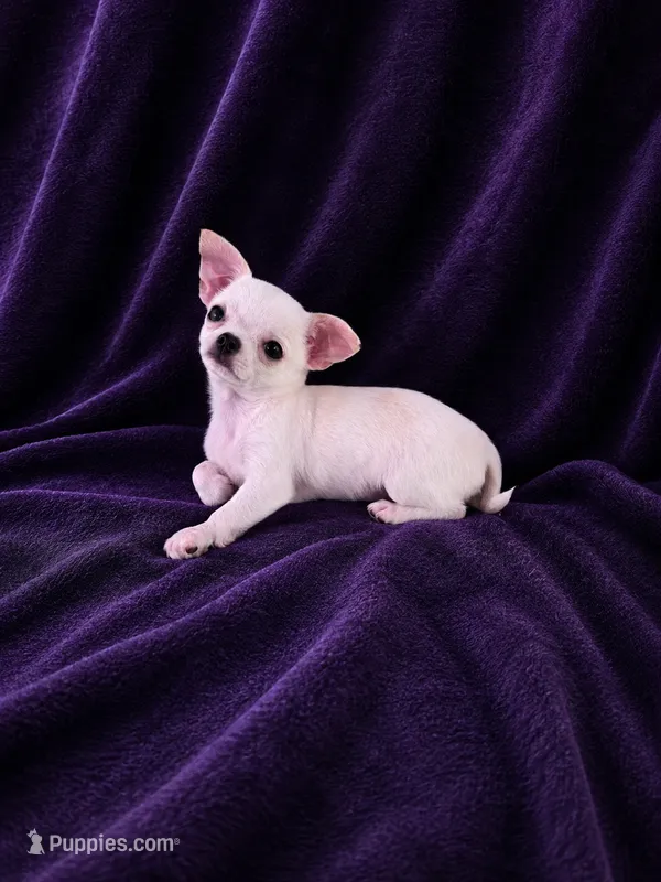 Akc coconut  – Chihuahua puppy for sale in Brooksville, KY