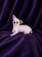 Akc coconut , a female Chihuahua for sale in Brooksville, KY – 1 of 9