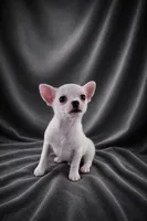 AKC Hopper, a male Chihuahua for sale in Brooksville, KY – 6 of 10