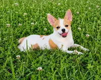 AKC Mojo, a male Chihuahua for sale in Brooksville, KY – 2 of 9
