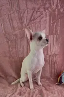 AKC Nana, a female Chihuahua for sale in Brooksville, KY – 2 of 8