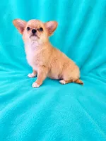 AKC Nemo , a male Chihuahua for sale in Brooksville, KY – 3 of 8