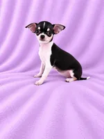 AKC Masie , a female Chihuahua for sale in Brooksville, KY – 4 of 7