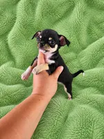 AKC Peter, a male Chihuahua for sale in Brooksville, KY – 6 of 6