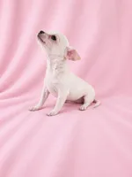 AKC Nana, a female Chihuahua for sale in Brooksville, KY – 2 of 7