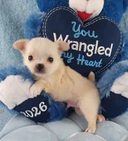 AKC Prince , a male Chihuahua for sale in Brooksville, KY – Photo 7 of 7