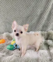 AKC Prince , a male Chihuahua for sale in Brooksville, KY – Photo 7 of 10