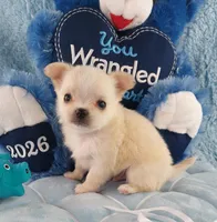 AKC Prince , a male Chihuahua for sale in Brooksville, KY – Photo 2 of 7