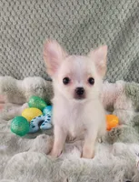 AKC Prince , a male Chihuahua for sale in Brooksville, KY – Photo 5 of 10