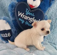 AKC Prince , a male Chihuahua for sale in Brooksville, KY – Photo 6 of 7