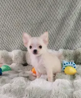 AKC Prince , a male Chihuahua for sale in Brooksville, KY – Photo 2 of 10