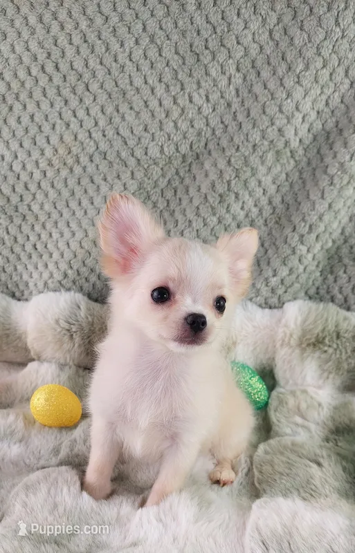 AKC Prince  – Chihuahua puppy for sale in Brooksville, KY