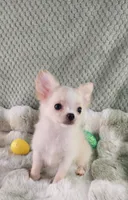 AKC Prince , a male Chihuahua for sale in Brooksville, KY – Photo 1 of 10