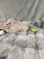 AKC Prince , a male Chihuahua for sale in Brooksville, KY – Photo 6 of 10