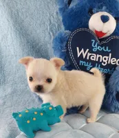 AKC Prince , a male Chihuahua for sale in Brooksville, KY – Photo 3 of 7