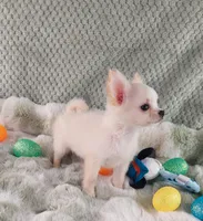 AKC Prince , a male Chihuahua for sale in Brooksville, KY – Photo 3 of 10