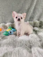 AKC Prince , a male Chihuahua for sale in Brooksville, KY – Photo 8 of 10