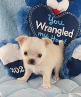 AKC Prince , a male Chihuahua for sale in Brooksville, KY – Photo 1 of 7