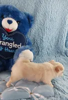 AKC Prince , a male Chihuahua for sale in Brooksville, KY – Photo 4 of 7