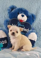 AKC Prince , a male Chihuahua for sale in Brooksville, KY – Photo 5 of 7