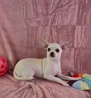 AKC Nana, a female Chihuahua for sale in Brooksville, KY – 6 of 8