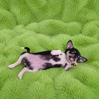 AKC Peter, a male Chihuahua for sale in Brooksville, KY – 5 of 6