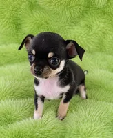 AKC Peter, a male Chihuahua for sale in Brooksville, KY – 2 of 6