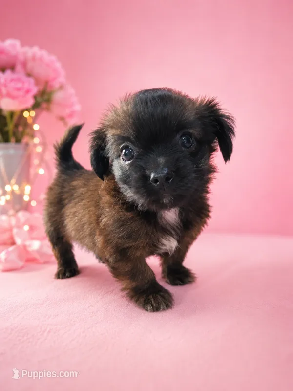 Little Diva – Shih Tzu puppy for sale in Brooksville, KY