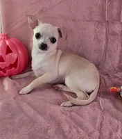 AKC Milly, a female Chihuahua for sale in Brooksville, KY – 7 of 10